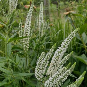 Veronica longifolia ´Schneeriesin´